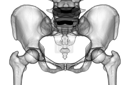 Anatomie der Beckenknochen, einschließlich Ilium, Ischium, Kreuzbein und Schambein, fotorealistische 3D-Illustration. Frontansicht. Perfekt für pädagogische oder medizinische Zwecke.