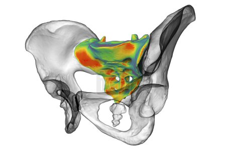 Foto de Anatomía del hueso sacro, mostrando sus intrincados detalles y características, ilustración 3D. Perfecto para fines educativos o médicos - Imagen libre de derechos