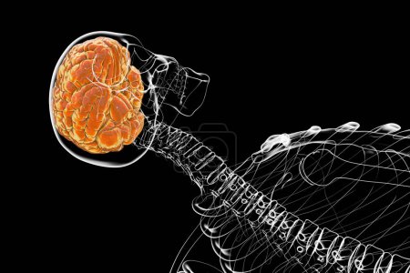 Téléchargez les photos : Un squelette humain avec un cerveau, illustration 3D montrant la structure complexe du cerveau humain et son placement dans le crâne - en image libre de droit