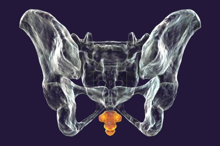 Foto de Anatomía del hueso del coxis, mostrando sus intrincados detalles y características, vista posterior, ilustración 3D. Perfecto para fines educativos o médicos - Imagen libre de derechos