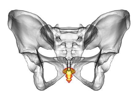 Photo for Anatomy of the coccyx bone, showcasing its intricate details and features, front view, 3D illustration. Perfect for educational or medical purposes - Royalty Free Image