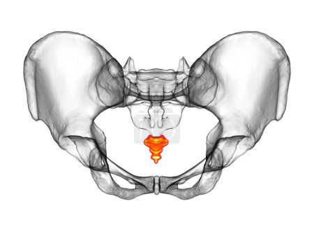 Foto de Anatomía del hueso del coxis, mostrando sus intrincados detalles y características, ilustración 3D. Perfecto para fines educativos o médicos - Imagen libre de derechos