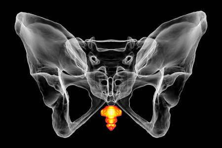 Foto de Anatomía del hueso del coxis, mostrando sus intrincados detalles y características, vista posterior, ilustración 3D. Perfecto para fines educativos o médicos - Imagen libre de derechos