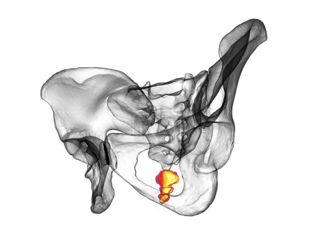 Foto de Anatomía del hueso del coxis, mostrando sus intrincados detalles y características, ilustración 3D. Perfecto para fines educativos o médicos - Imagen libre de derechos