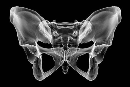Téléchargez les photos : Anatomie des os du bassin, y compris l'ilium, l'ischium, le sacrum et le pubis, illustration 3D photoréaliste. Parfait à des fins éducatives ou médicales. Vue de face - en image libre de droit