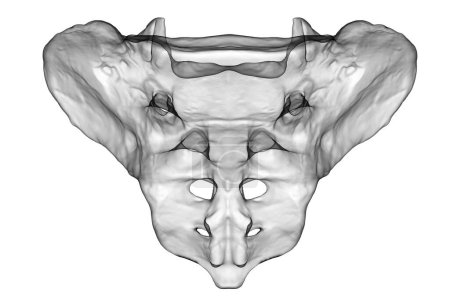 Foto de Una ilustración médica en 3D del hueso sacro aislado sobre un fondo blanco, mostrando su forma, estructura y características anatómicas. Vista frontal - Imagen libre de derechos