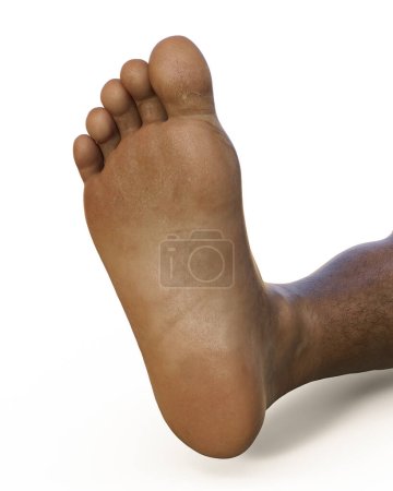 Foto de Ilustración médica científica en 3D que representa el pie de un hombre de piel oscura visto desde la vista inferior, aislado sobre fondo blanco - Imagen libre de derechos
