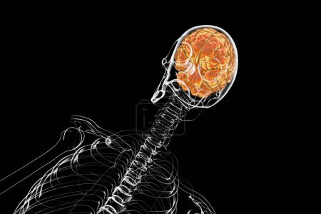 Photo for A human skeleton with a brain, 3D illustration showcasing the complex structure of the human brain and its placement within the skull - Royalty Free Image