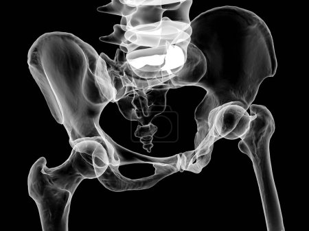 Foto de Anatomía de los huesos de la pelvis, incluyendo el ilion, isquion, sacro y pubis, ilustración fotorrealista en 3D. Vista frontal. Perfecto para fines educativos o médicos. - Imagen libre de derechos