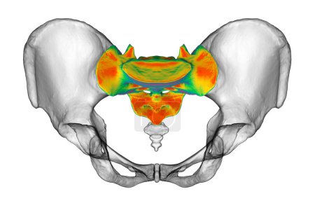 Téléchargez les photos : Anatomie de l'os du sacrum, mettant en valeur ses détails et caractéristiques complexes, illustration 3D. Parfait à des fins éducatives ou médicales - en image libre de droit