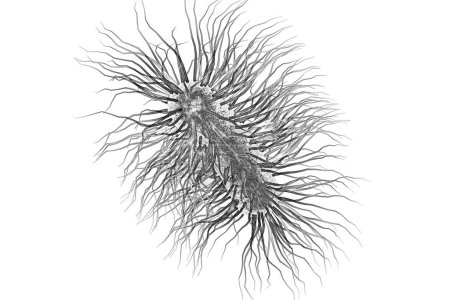 Escherichia coli bacterium, ilustración 3D. Bacteria gramnegativa con flagelos peritricos que forma parte de la microflora intestinal normal y también causa infecciones entéricas y de otro tipo.