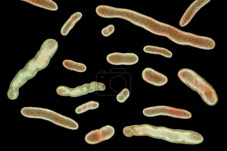 Foto de Elizabethkingia meningoseptica bacteria, ilustración 3D. Anteriormente conocido como Flavobacterium meningosepticum, puede causar meningitis en bebés prematuros y adultos con deficiencias inmunitarias. - Imagen libre de derechos