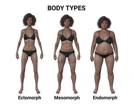 Ilustración 3D de un cuerpo femenino que muestra tres tipos de cuerpo diferentes: ectomorfo, mesomorfo y endomorfo, destacando las características únicas de cada tipo de cuerpo..