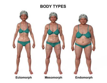 Téléchargez les photos : Illustration 3D d'un corps féminin présentant trois types de corps différents : ectomorphe, mésomorphe et endomorphe, mettant en évidence les caractéristiques uniques de chaque type de corps.. - en image libre de droit