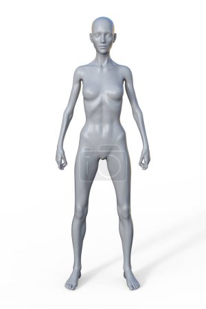 Foto de Ilustración 3D de un cuerpo femenino con tipo de cuerpo ectomorfo, caracterizado por una constitución magra y delgada con una grasa corporal mínima. - Imagen libre de derechos