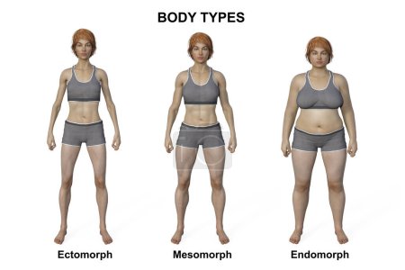 Eine 3D-Illustration eines weiblichen Körpers mit drei verschiedenen Körpertypen - ektomorph, mesomorph und endomorph, die die einzigartigen Eigenschaften jedes Körpertyps hervorheben.