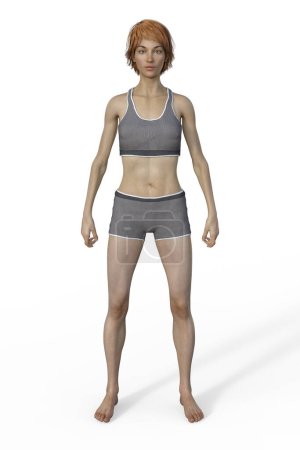 Photo for A 3D illustration of a female body with ectomorph body type, characterized by a lean and slender build with minimal body fat. - Royalty Free Image