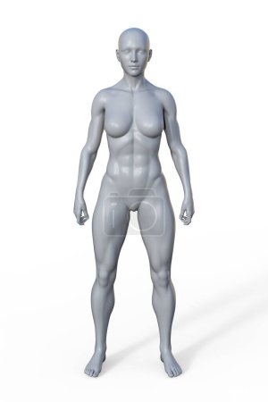 Téléchargez les photos : Illustration 3D d'un corps féminin au corps mésomorphe, caractérisé par une construction musculaire et athlétique aux épaules larges et à la taille étroite. - en image libre de droit