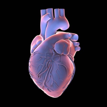 Anatomical model of the human heart, scientific 3D illustration