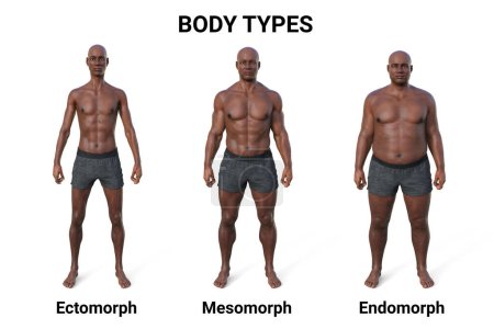 Eine 3D-Illustration eines männlichen Körpers mit drei verschiedenen Körpertypen - ektomorph, mesomorph und endomorph, die die einzigartigen Eigenschaften jedes Körpertyps hervorheben.