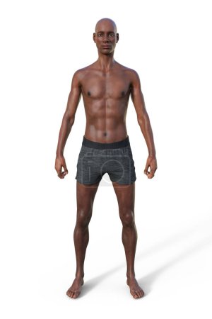 Photo for A 3D illustration of a male body with ectomorph body type, characterized by a lean and slender build with minimal body fat. - Royalty Free Image
