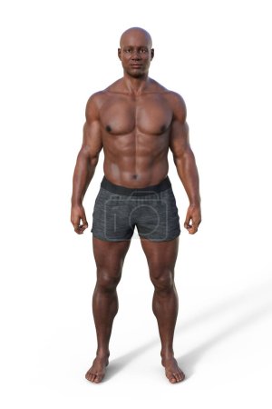 Ilustración 3D de un cuerpo masculino con tipo de cuerpo mesomorfo, caracterizado por una construcción muscular y atlética con hombros anchos y cintura estrecha.