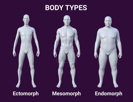 Illustration 3D d'un corps masculin présentant trois types de corps différents - ectomorphe, mésomorphe et endomorphe, mettant en évidence les caractéristiques uniques de chaque type de corps.
