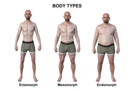 Eine 3D-Illustration eines männlichen Körpers mit drei verschiedenen Körpertypen - ektomorph, mesomorph und endomorph, die die einzigartigen Eigenschaften jedes Körpertyps hervorheben.