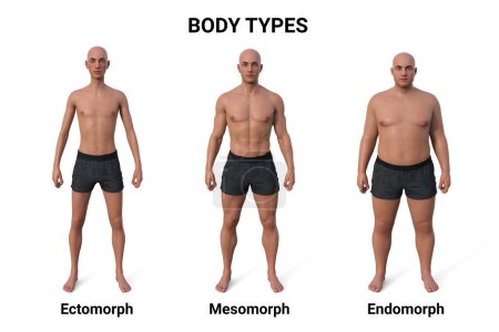 Ilustración 3D de un cuerpo masculino que muestra tres tipos de cuerpo diferentes: ectomorfo, mesomorfo y endomorfo, destacando las características únicas de cada tipo de cuerpo..