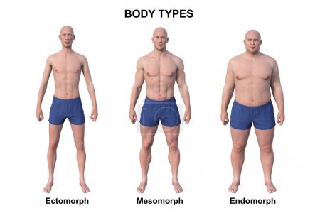 Illustration 3D d'un corps masculin présentant trois types de corps différents - ectomorphe, mésomorphe et endomorphe, mettant en évidence les caractéristiques uniques de chaque type de corps.