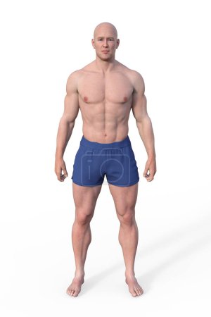 Téléchargez les photos : Illustration 3D d'un corps masculin au corps mésomorphe, caractérisé par une construction musculaire et athlétique aux épaules larges et à la taille étroite. - en image libre de droit