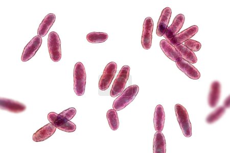 Téléchargez les photos : Bactéries Aeromonas, illustration 3D. A bacille Gram négatif en forme de bâtonnet associé à une septicémie, une pneumonie et une gastro-entérite chez l'humain. - en image libre de droit