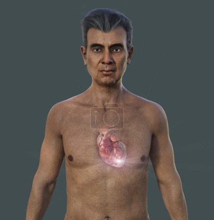 Photo for A 3D photorealistic illustration of the upper half part of a senior man with transparent skin, revealing detailed anatomy of the heart. - Royalty Free Image
