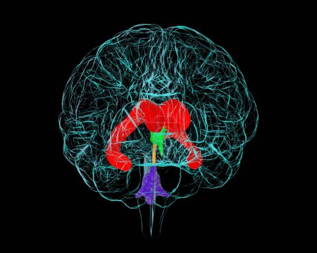 Téléchargez les photos : Système ventriculaire du cerveau, illustration 3D. Les ventricules sont des cavités dans le cerveau qui sont remplies de liquide céphalorachidien, LCR. - en image libre de droit