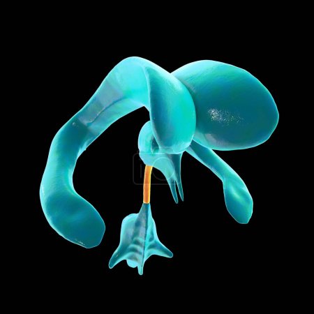Téléchargez les photos : L'aqueduc cérébral, un canal étroit dans le cerveau moyen reliant les troisième et quatrième ventricules, facilitant l'écoulement du liquide céphalo-rachidien, illustration 3D. - en image libre de droit