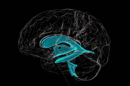 Foto de El foramen interventricular, un paso que conecta los ventrículos laterales del cerebro, permitiendo que el líquido cefalorraquídeo fluya entre ellos y el tercer ventrículo, vista lateral, ilustración 3D. - Imagen libre de derechos
