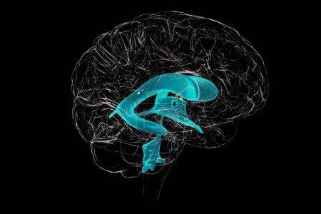 Foto de El foramen interventricular, el foramen de Monro, un paso que conecta los ventrículos laterales del cerebro, permitiendo que el líquido cefalorraquídeo fluya entre ellos y el tercer ventrículo, ilustración 3D. - Imagen libre de derechos