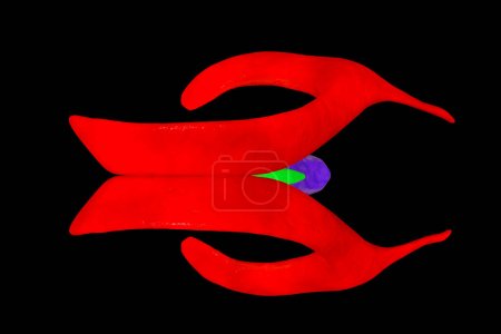 Foto de Sistema ventricular del cerebro, vista superior, ilustración 3D. Los ventrículos son cavidades en el cerebro que están llenas de líquido cefalorraquídeo, LCR. - Imagen libre de derechos