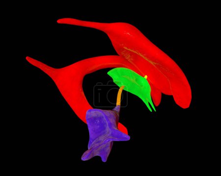 Foto de Sistema ventricular del cerebro, ilustración 3D. Los ventrículos son cavidades en el cerebro que están llenas de líquido cefalorraquídeo, LCR. - Imagen libre de derechos