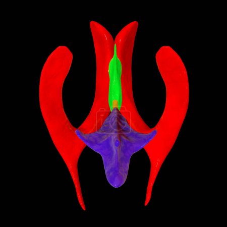 Foto de Sistema ventricular de cerebro, vista inferior, ilustración 3D. Los ventrículos son cavidades en el cerebro que están llenas de líquido cefalorraquídeo, LCR. - Imagen libre de derechos