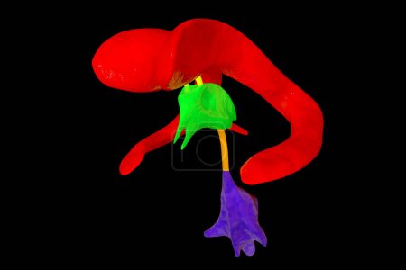 Photo for Ventricular system of brain, 3D illustration. The ventricles are cavities in the brain that are filled with cerebrospinal fluid, CSF. - Royalty Free Image