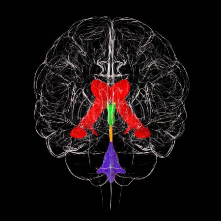Foto de Sistema ventricular del cerebro, vista frontal, ilustración 3D. Los ventrículos son cavidades en el cerebro que están llenas de líquido cefalorraquídeo, LCR. - Imagen libre de derechos