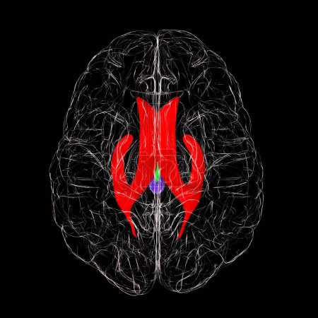 Foto de Sistema ventricular del cerebro, vista superior, ilustración 3D. Los ventrículos son cavidades en el cerebro que están llenas de líquido cefalorraquídeo, LCR. - Imagen libre de derechos