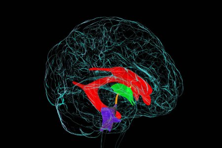 Foto de Sistema ventricular del cerebro, ilustración 3D. Los ventrículos son cavidades en el cerebro que están llenas de líquido cefalorraquídeo, LCR. - Imagen libre de derechos