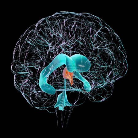 Téléchargez les photos : Illustration scientifique 3D montrant le troisième ventricule cérébral, une composante vitale du système ventriculaire du cerveau. - en image libre de droit