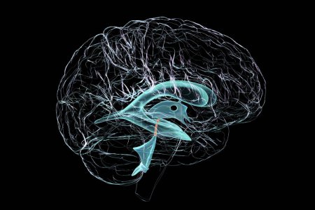 Téléchargez les photos : L'aqueduc cérébral, un canal étroit dans le cerveau moyen reliant les troisième et quatrième ventricules, facilitant l'écoulement du liquide céphalo-rachidien, illustration 3D, vue latérale. - en image libre de droit