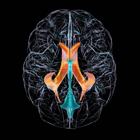 Foto de Los ventrículos cerebrales laterales, las cavidades emparejadas más grandes en el cerebro, responsables de la producción y circulación de líquido cefalorraquídeo, ilustración 3D, vista inferior. - Imagen libre de derechos