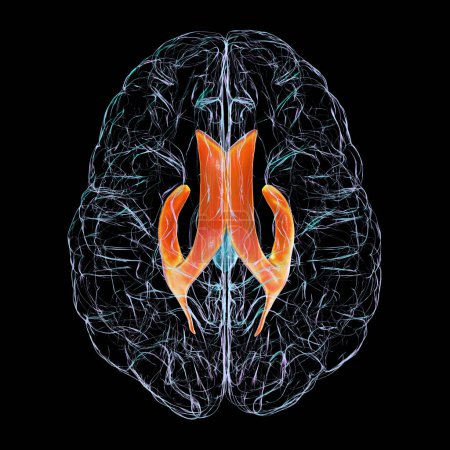 Téléchargez les photos : Les ventricules cérébraux latéraux, les plus grandes cavités appariées du cerveau, responsables de la production et de la circulation du liquide céphalorachidien, illustration 3D, vue du dessus. - en image libre de droit