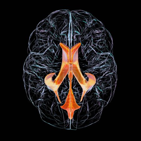 Téléchargez les photos : Système ventriculaire du cerveau, vue du bas, illustration 3D. Les ventricules sont des cavités dans le cerveau qui sont remplies de liquide céphalorachidien, LCR. - en image libre de droit