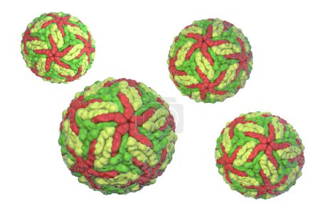 Dengue viruses, a group of RNA viruses transmitted by mosquitoes and responsible for causing dengue fever, 3D illustration.